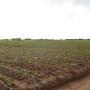 Young Sweetpotato Field