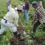 Harvesting the Variety Test