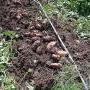 Exposed SweetPotatoes- notice the drip tape