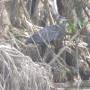 Blue Heron