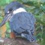 Kingfisher Ometepe Isle