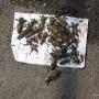 Ukraine mole crickets