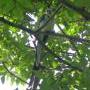 Magpie Jay Ometepe Isle